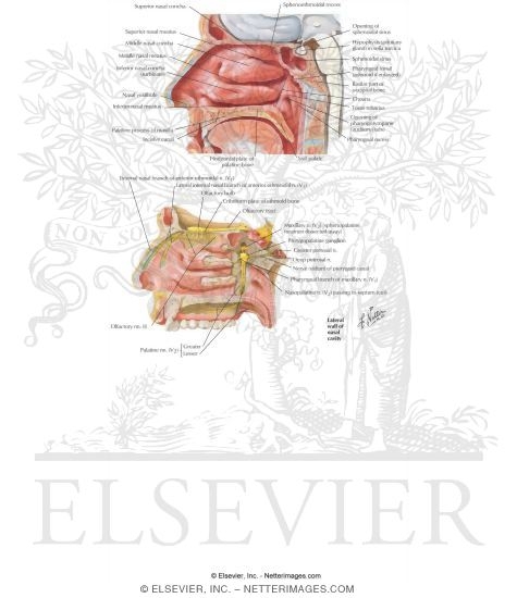 Nose: Walls of the Nasal Cavity