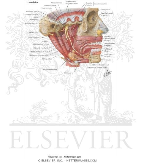 Temporal Region: Infratemporal Fossa