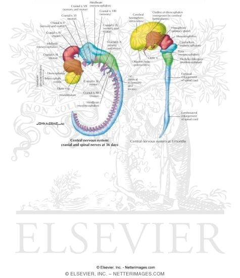 Embryology: Brain Development