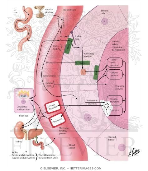 Formation, Secretion, Transport, and Excretion of Thyroid Hormones