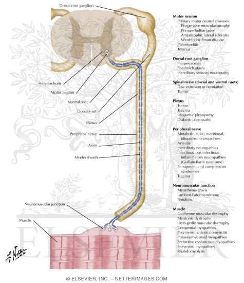 Diseases of Motor-Sensory Unit: Regional Classification
