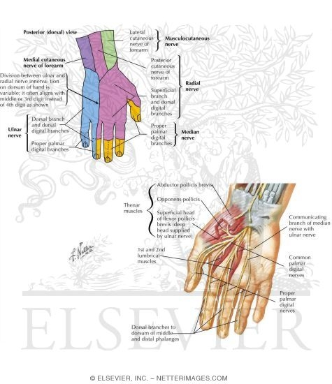 Nerves of the Hand