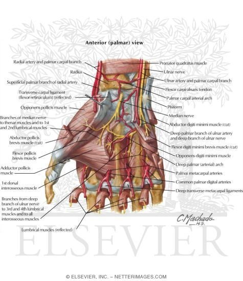 Muscles of the Hand