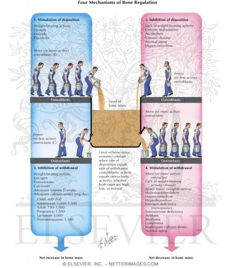 Four Mechanisms of Bone Regulation