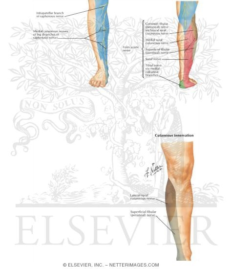 Nerves of the Leg and Knee