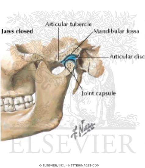 Temporomandibular Joint