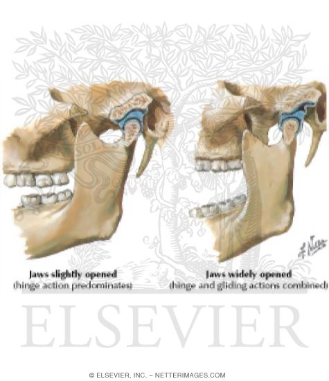 Temporomandibular Joint Mechanics