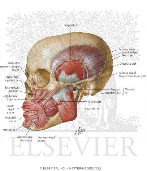 muscles mastication