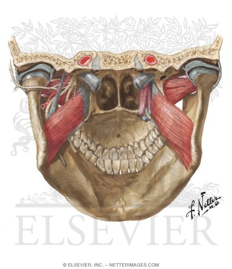 Posterior and Lateral Muscles Involved In Mastication