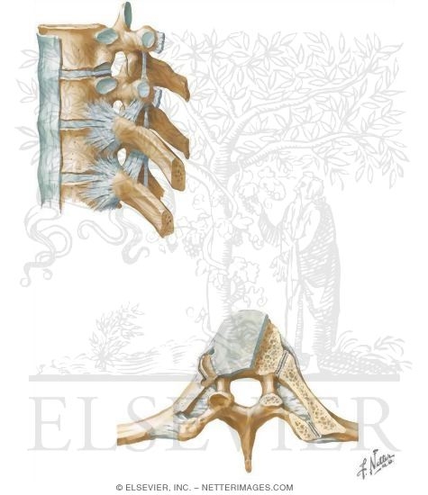 Joints of the Thoracic Spine