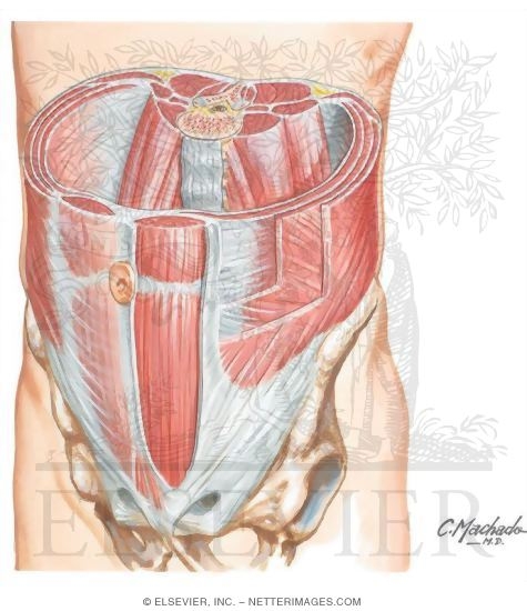 Muscles of Anterior Abdominal Wall