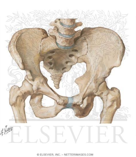 Hip and Pelvis Joints