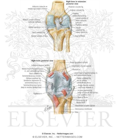 Posterior Ligaments of Knee