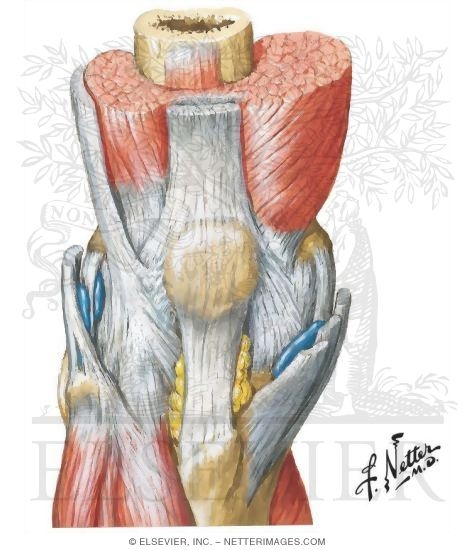Anterior Muscles of Knee