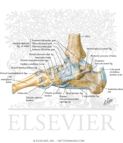 Medial Ligaments of Ankle