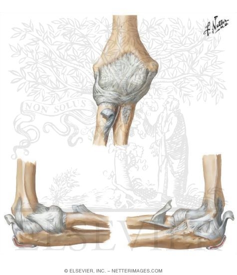 Ligaments of Elbow