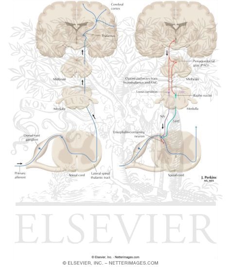 Pain Pathways