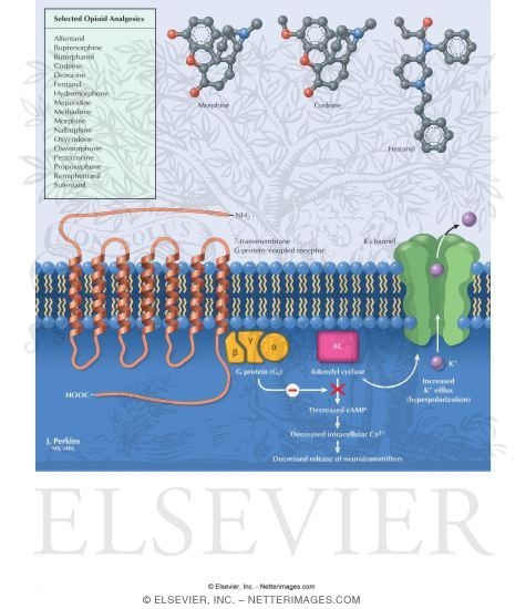 Opioids: Receptor-Transduction Mechanisms