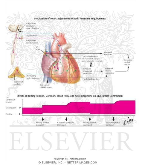 Mechanism of Cardiac Adjustment to Body-Perfusion Requirements