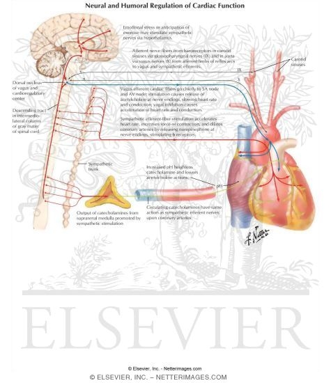 sympathetic and parasympathetic. Sympathetic and