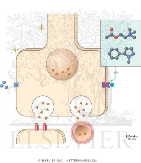 Regulation of Norepinephrine Release