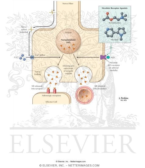 Regulation of Norepinephrine Release