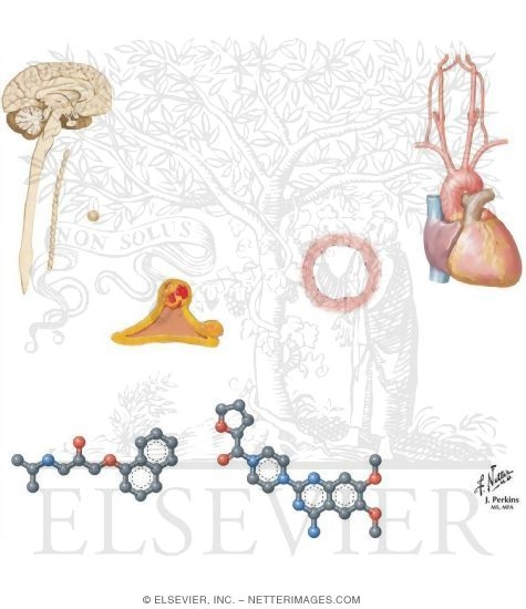 Hypertension Treatment: β and α Blockers