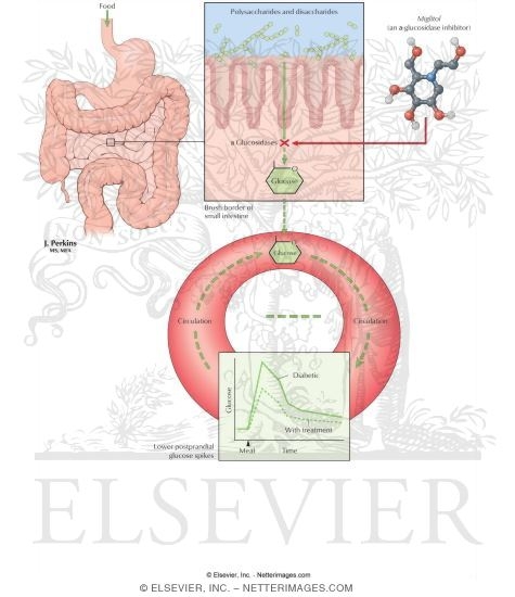 Alpha+glucosidase+inhibitors