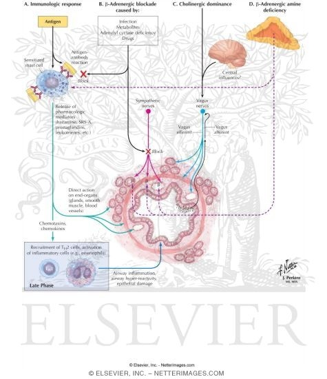 Introduction to Asthma