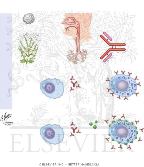 Anti-IgE Antibodies