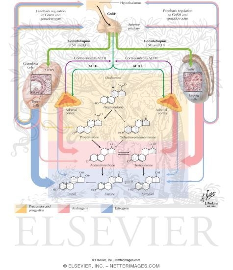 Regulation of Estrogen and Testosterone