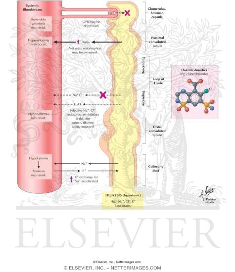Pictures Of Diuretics