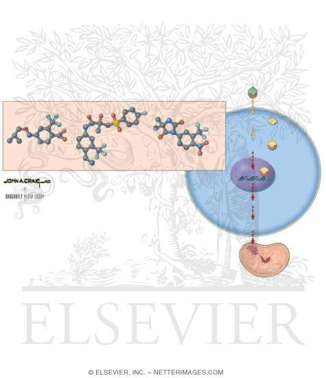 Antiandrogens: Flutamide, Bicalutamide, and Nilutamide