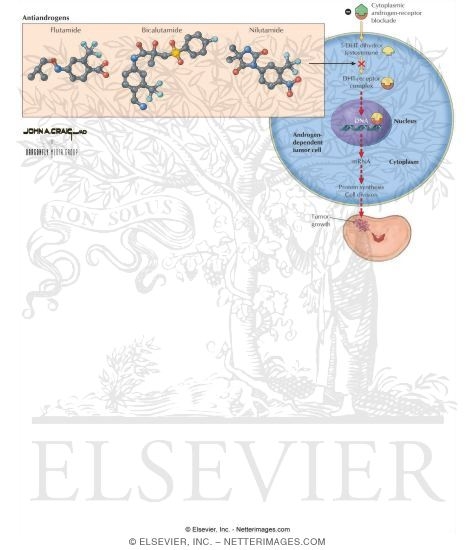 Antiandrogens: Flutamide, Bicalutamide, and Nilutamide