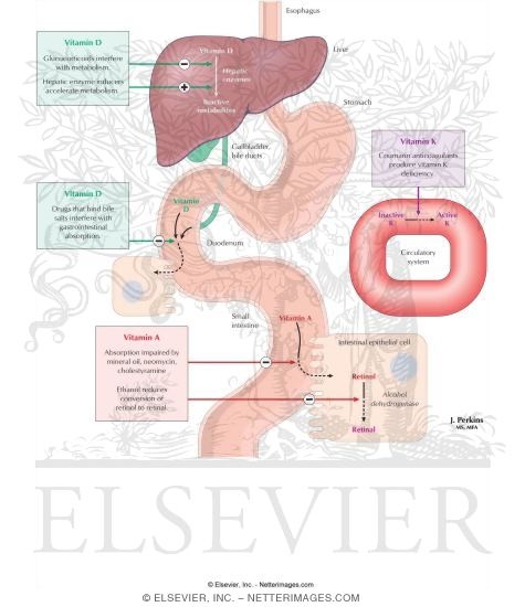 Fat-Soluable Vitamin-Drug Interactions