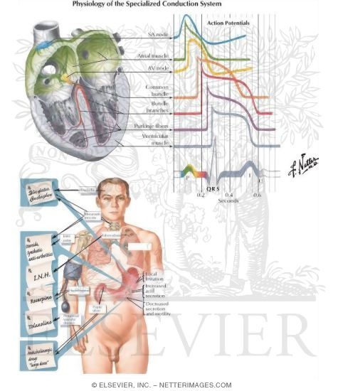Sympathomimetic Drugs