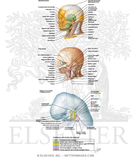 Pharyngeal Arches: Derivatives of the Pharyngeal Arches