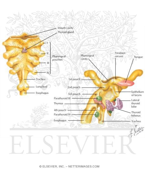 Pharyngeal Pouches, Membranes, and Clefts: Pharyngeal Pouches