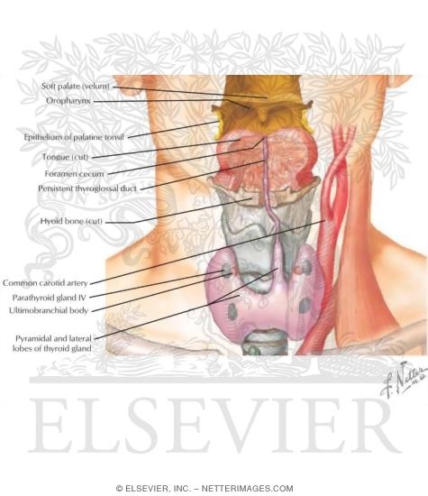 Thyroid Gland: General Information