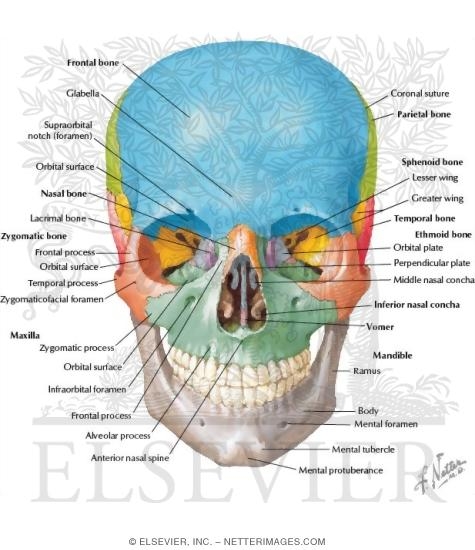 Skull: Anterior View
