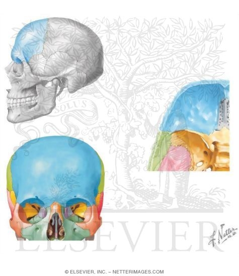Bones of the Skull: Frontal Bone