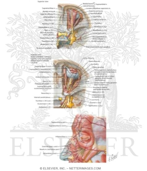 Cranial Nerve V: Trigeminal Nerve