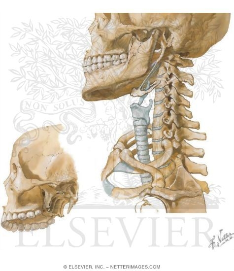Overview and Topographical Anatomy of the Neck