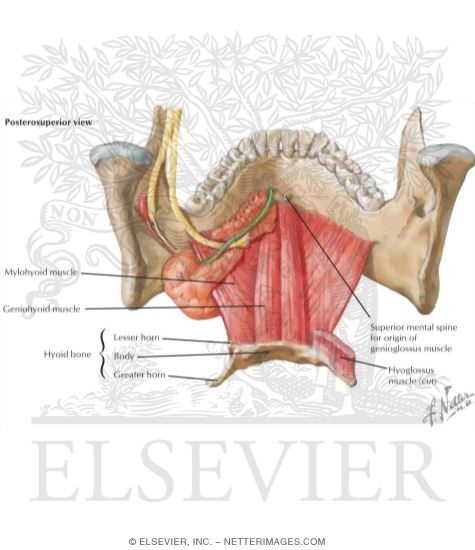 Floor of Mouth