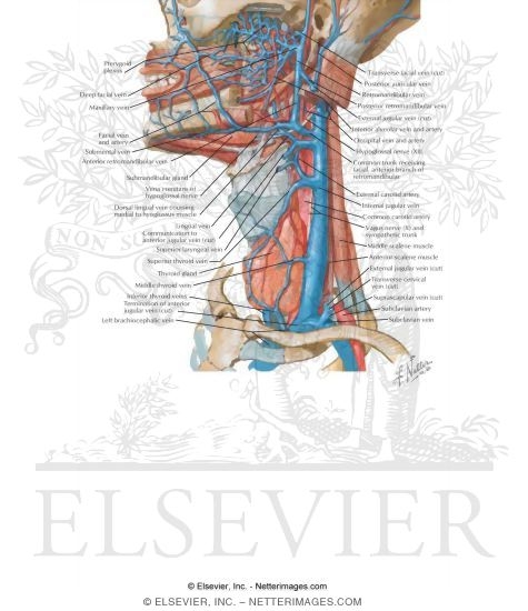 Vascular Supply of the Neck: Venous Drainage
