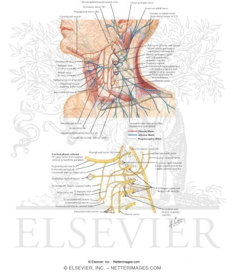 Cervical Nerve Anatomy