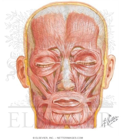 Muscles Of Facial Expression Oral Group