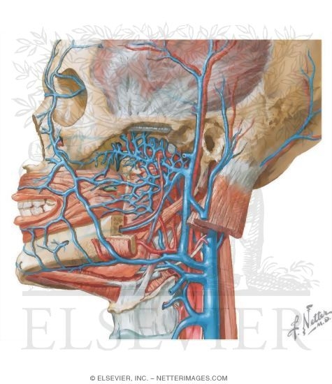 Vascular Supply Of The Face Venous Drainage