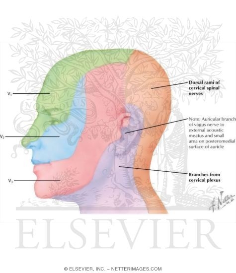 Nerve Supply of the Face: General Information