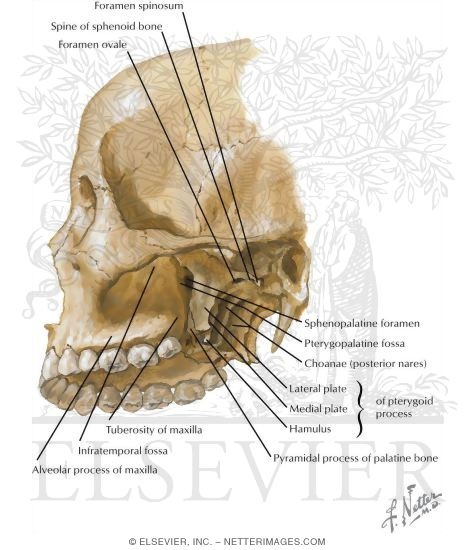 Bony framework of head and neck